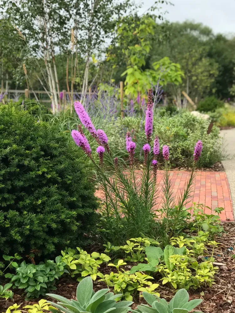 Shade trees and layered planting providing comfort and enclosure in the hospice garden