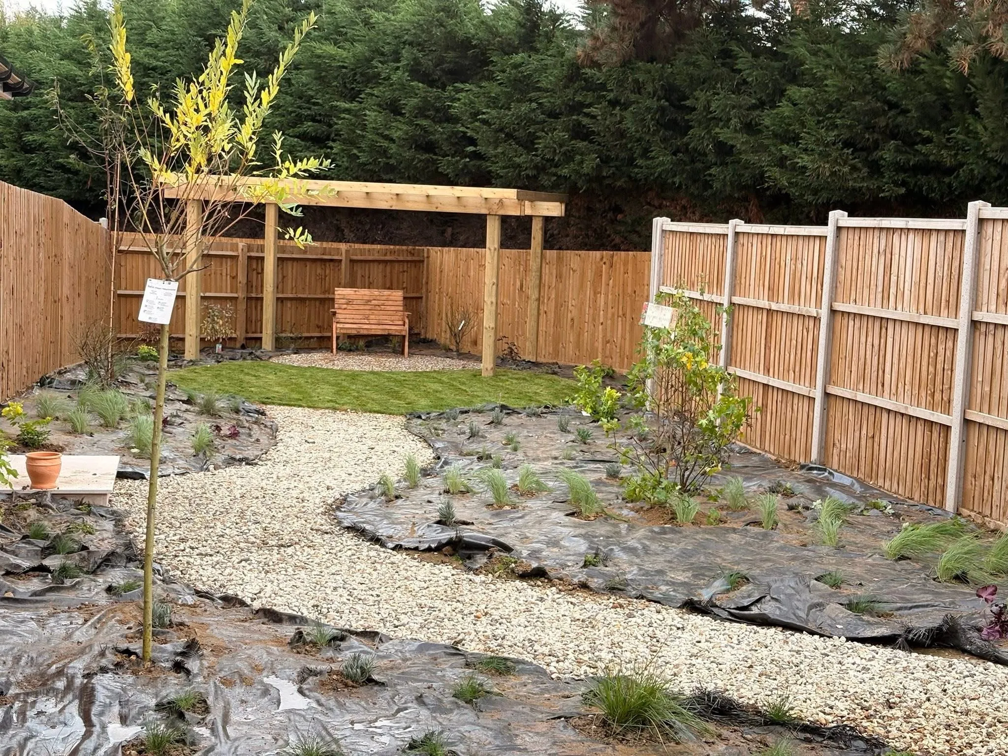 Young feature tree growing within bark-mulched planting beds